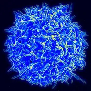 Difference between T Cells and B Cells