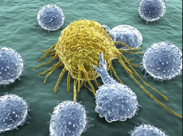 T cells helps fight off cancer cells