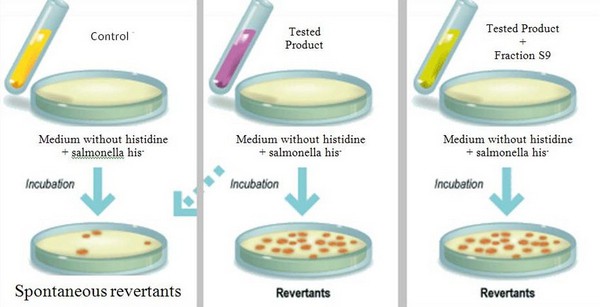 What Is The Ames Test Procedure Uses Principle And Interpretation Laboratoryinfo Com