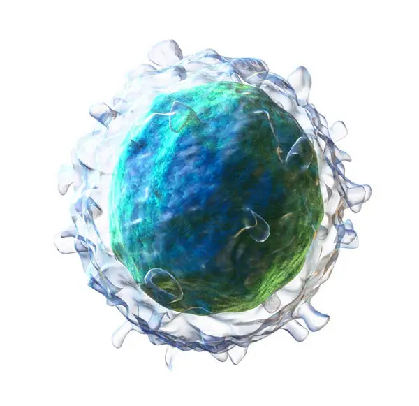 closer look at B cells, a component of lymphocyte