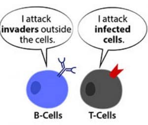 Difference Between T Cells And B Cells - Laboratoryinfo.com