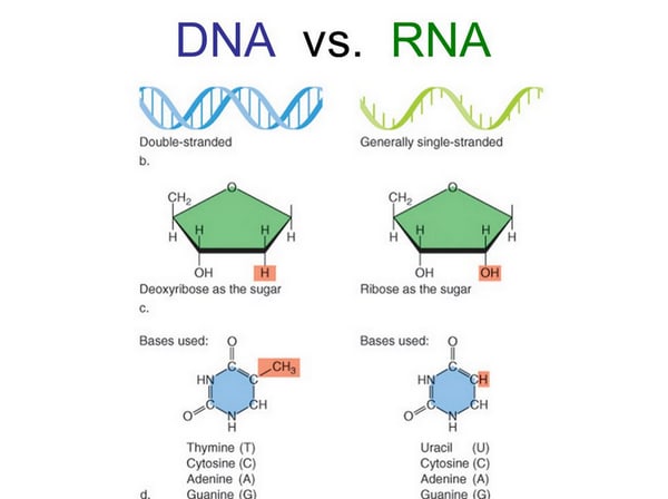 Difference between DNA and RNA - Laboratoryinfo.com