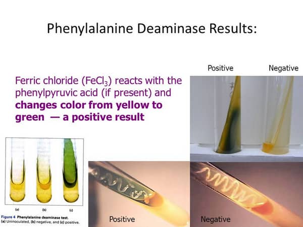 test tube of negative phenylalanine deaminase test remains the same in color while the one that turned out positive has green discoloration