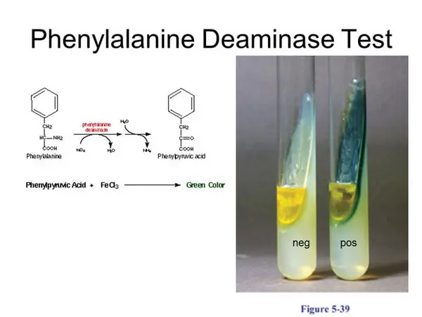 test tube of negative phenylalanine deaminase test remains the same in color while the one that turned out positive has green discoloration