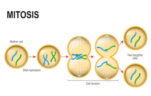 Difference Between Mitosis And Meiosis Laboratoryinfo Com