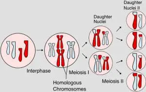 Difference between Mitosis and Meiosis