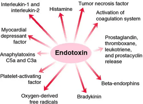 Endotoxins and their effect to the host