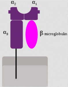 MHC Class I protein