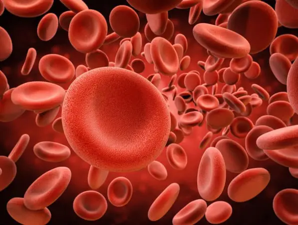 Red blood cells when viewed under the microscope