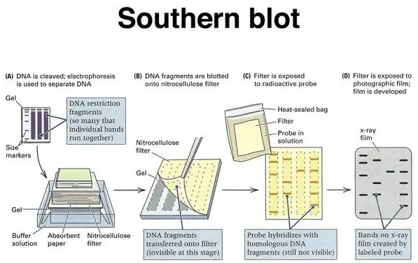 steps of western blotting technique