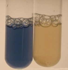 Test tube method oxidase test