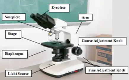 The arm of the compound microscope