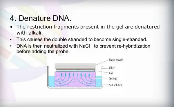 The denaturing of DNA