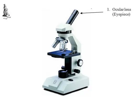 The eyepiece or ocular lens of a compound microscope