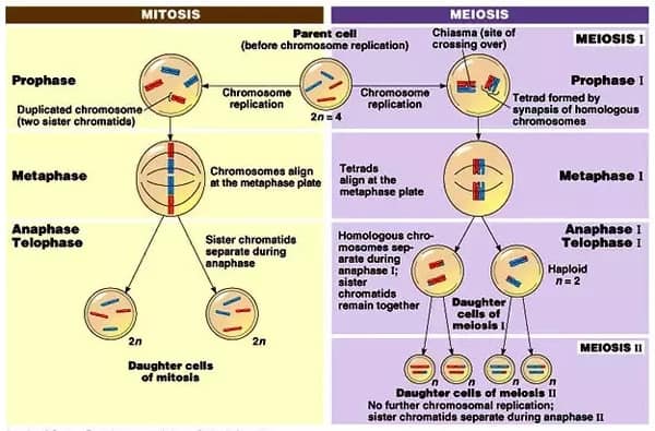 Comparison Chart Of Mitosis And Meiosis