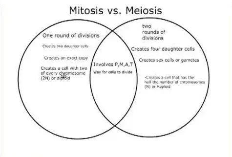 Venn diagram showing the similarities and differences between mitosis and meiosis