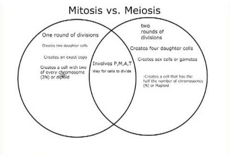 four differences between mitosis and meiosis