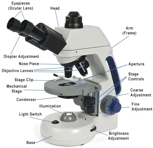 base is the bottom part of the microscope