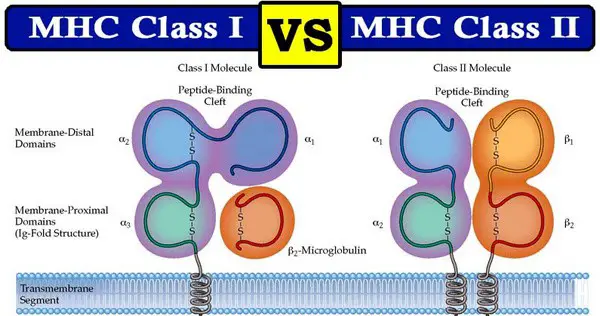comparison image between MHC Class I and MHC Class II
