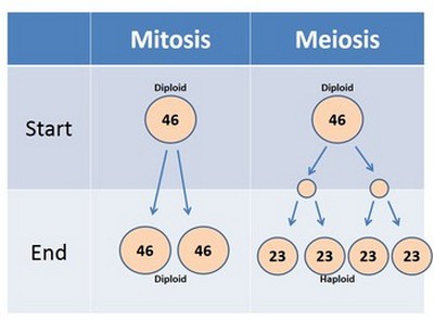 mitosis vs meiosis haploid diploid