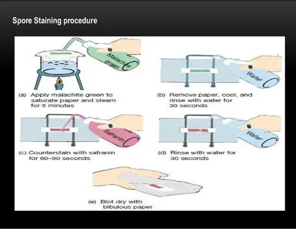 endospore staining procedure Schaeffer-Dulton Technique