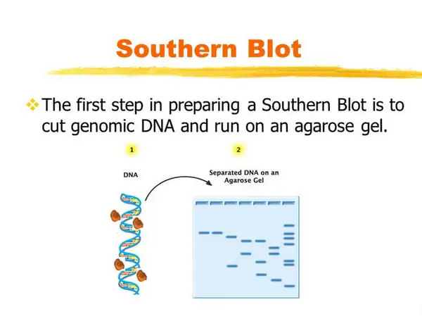 application of southern blotting