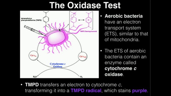 What is Oxidase Test ? Principle, Composition, Interpretation of ...