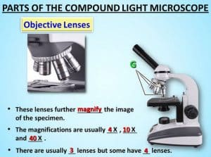 Compound Microscope - Types, Parts, Diagram, Functions and Uses