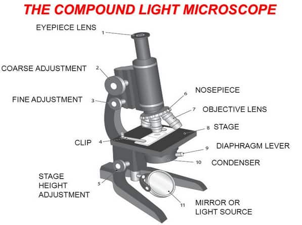 Compound Microscope - Types, Parts, Diagram, Functions and Uses ...