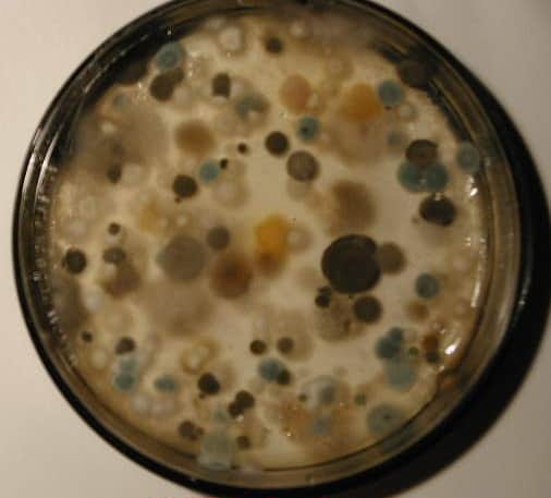 A petri dish containing mold growth