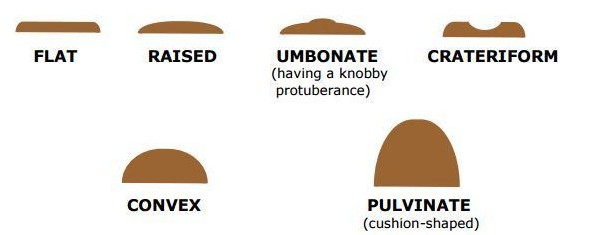 Elevation of the bacterial colony