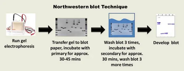 Northwestern blotting method