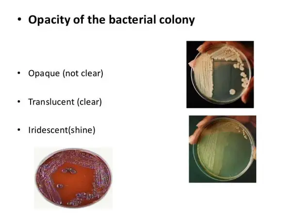 Opacity of bacterial colony