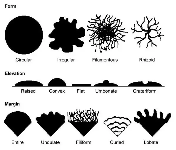 colony morphology of bacteria