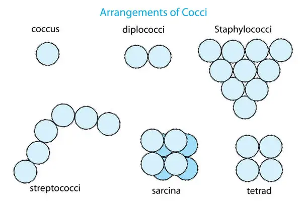 image shows the arrangement of cells, specifically coccus or cocci