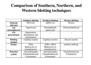 northern blot vs southern blot