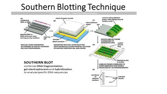 image shows the procedures involved in a southern blotting method