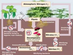 Nitrogen Cycle – Process, Steps (with Diagrams) – Explained