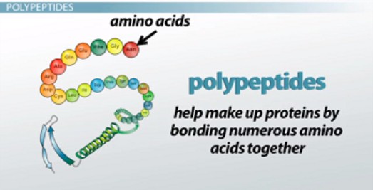 Polypeptides play an important role in the creation of protein