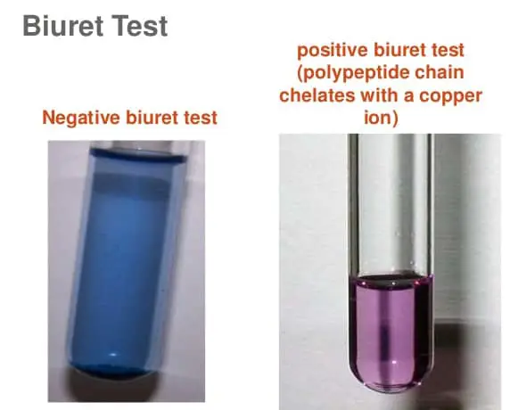 Two test tubes; the one on the left remains blue which is negative and right is violet which is positive
