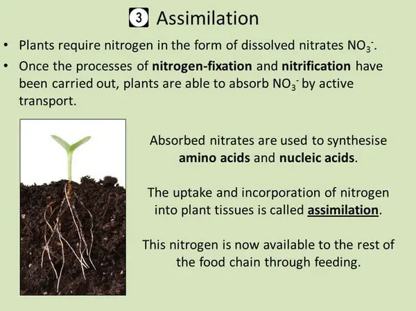 nitrogen-cycle-process-steps-with-diagrams-explained