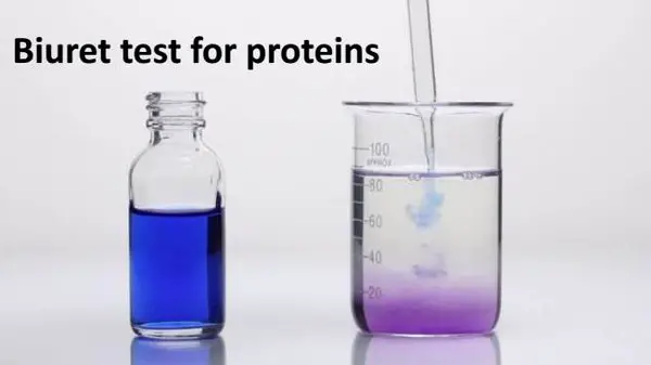 biuret test for protein is distinguished by changes in the color of the mixture from blue to purple