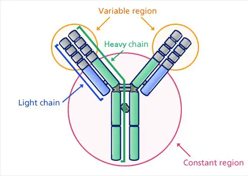 closer look at the structure and property of antibodies