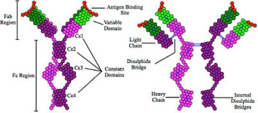 closer look at the structure of immunoglobulin E