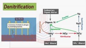 Nitrogen Cycle - Process, Steps (with Diagrams) - Explained ...