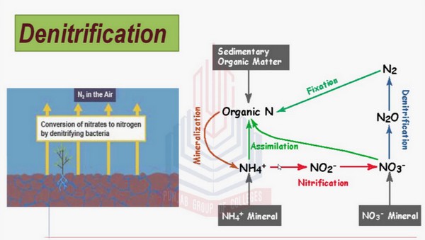 denitrification-in-nitrogen-cycle-definition-examples-video