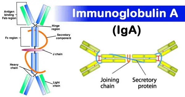 image above is the structure of immunoglobulin A