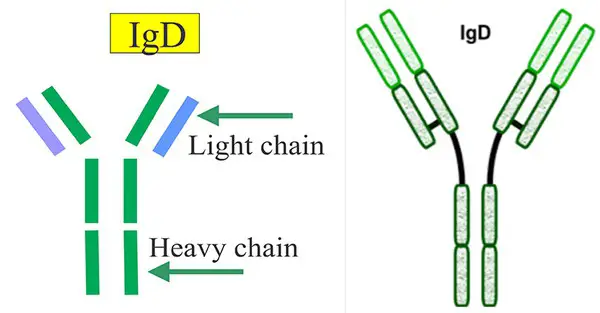 light and heavy chain structure of antibody D