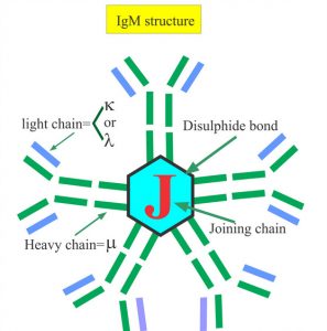 look at the structure of immunoglobulin M