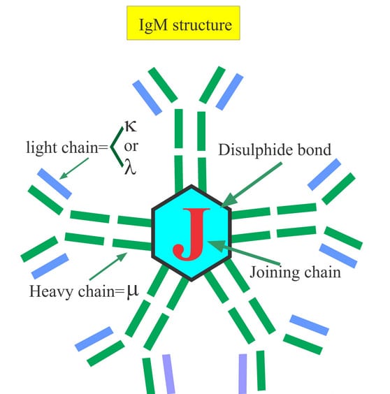 Immunoglobulin Types And Their Functions